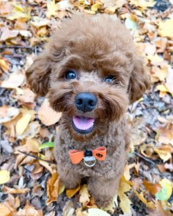 Poodle Bebeklerimiz 1