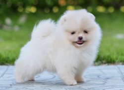 Krem Beyaz Pomeranian Boo Yavrularimiz Secereli 1