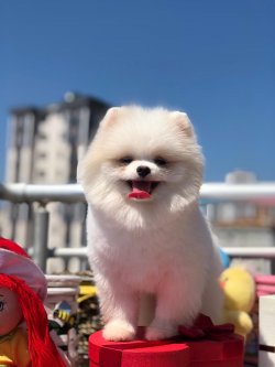 Pomerani̇an Boo 1
