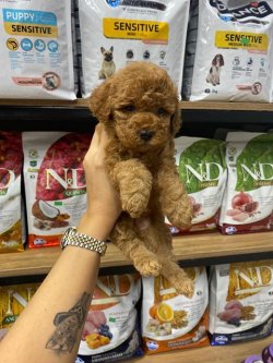 SAFKAN TOY POODLE YAVRULARIMIZ 2