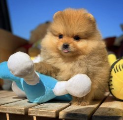Veteriner Sağlık Onaylı Pomeranianboo Yavruları 2