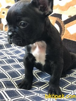 1 Dişi Tiger 1 Erkek Düzsiyah French Bulldog Yavrularımız 3