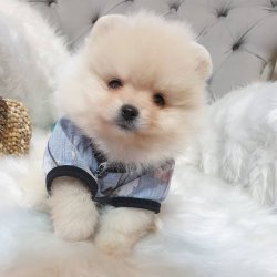 Satılık Pomeranian Boo Yavrularımız 3
