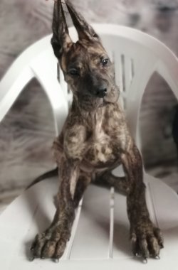 Irk Garantili Dev Danua Yavrularımız 1