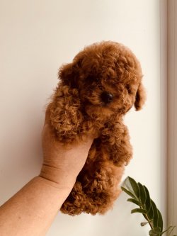 TEA CUP VE TOY POODLE RED VE DARK RED YAVRULAR 1