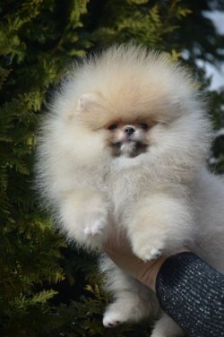 POMERANİAn BASIK BURUNLU TEDY BEAR BOO YAVRULA 1