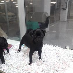 Pug Mops Si̇yah Renk Erkek Yavrularımız 1