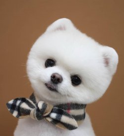 Bembeyaz Pomeranian 1