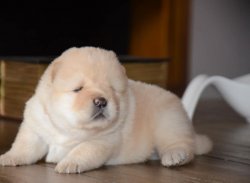 Beyaz Kızıl  Chow Chow Yavruları 3