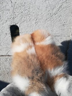 Muhteşem Orange 3