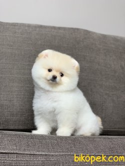 Orjinal Teddy Face Garantili Pomeranian Boo Yavrularimiz 3