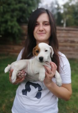 Zeka Küpü Jack Russel Yavrularımız Küçük Irk 1