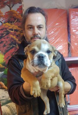 İNGİLİZ BULDOG  YAVRULARI 5