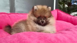 POMERANAIN BOO YAVRULARIMIZ 5