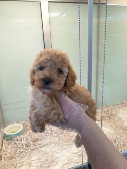 2 AYLIK IRK GARANTİLİ RED TOY POODLE 1