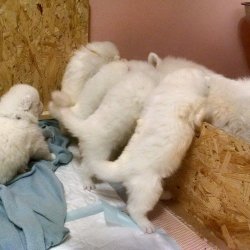 PAMUK GİBİ SAMOYED YAVRULARI 5