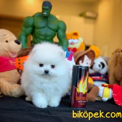 Teacup Teddy Bear Pomeranian Boo Yavrularımız 1