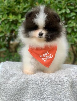 SAFKAN  POMERANİAN BOO YAVRULARIMIZ 4