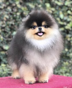 Blacktan Orjinal Pomeranian 1