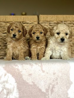 Anne Altından TOY POODLE Yavrular 2