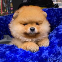 Pomeranian Boo Teddy Bear Yavrular 1