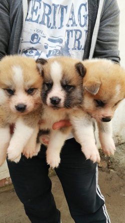 Akita Yavrularımız Irk Garantilidir 2