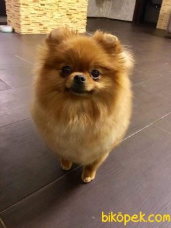 POMERANİAN BOO 3