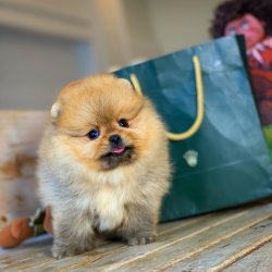Gülen Surat MiniBoy PomeranianBoo Oğlumuz 1