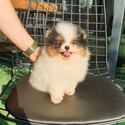 Orji̇nal Pomerani̇an Boo Yavrularımız 4