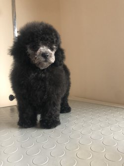 Anne Altından SİLVER TOY POODLE 2