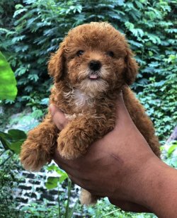 Red Ve Apricot Toy Poodle Yavrularimiz 1