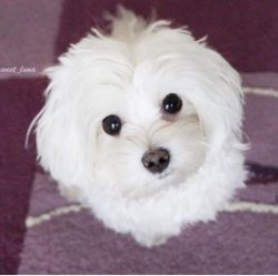 A Kalite Maltese Yavrular 1