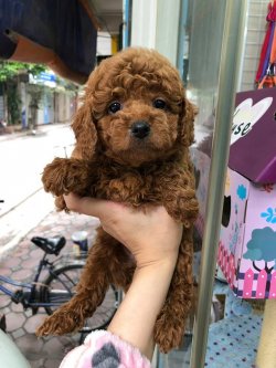 DÜNYA TATLISI POODLE YAVRULARI 4