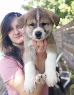 Hachiko Filmi Akita İnu Yavrularımız 3