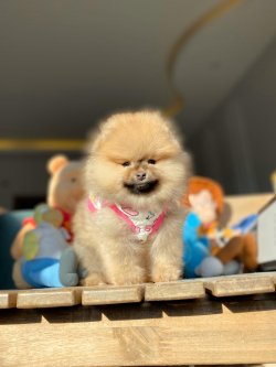TeddyBear Yüz Yapısına Sahip Kızımız 4