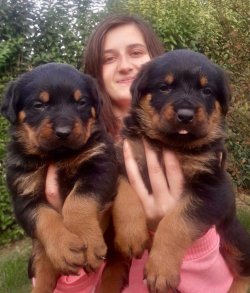 Rottweiler Yavruları Koca Kafa 2