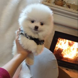 Orjinal Pomeranian Boo Yavrularımız 1