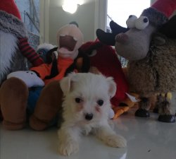 0 Numara Maltese Terrierler 1
