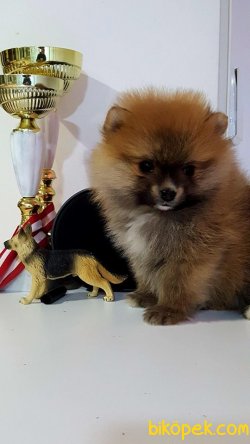 Pomeranıan Boo Yavruları 2