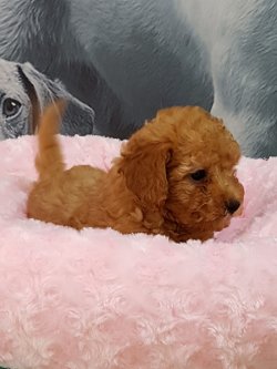 TOY POODLE YAVRULARI 4