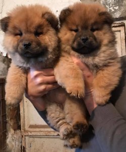 CHOW CHOW ( Çin Aslanı ) YAVRULARI 1