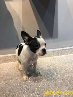 65 GÜNLÜK FRENCH BULLDOG YAVRUSU A++PLUS KALİTE 2