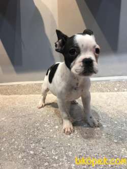 65 GÜNLÜK FRENCH BULLDOG YAVRUSU A++PLUS KALİTE 4