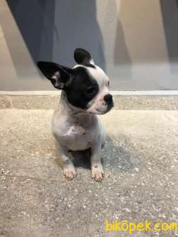 65 GÜNLÜK FRENCH BULLDOG YAVRUSU A++PLUS KALİTE 3