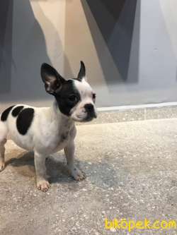 65 GÜNLÜK FRENCH BULLDOG YAVRUSU A++PLUS KALİTE 1