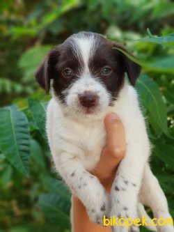 65 Günlük Orjinal Terrier Yavrular 1