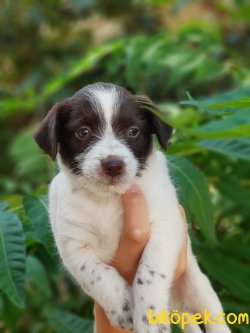 65 Günlük Orjinal Terrier Yavrular 2