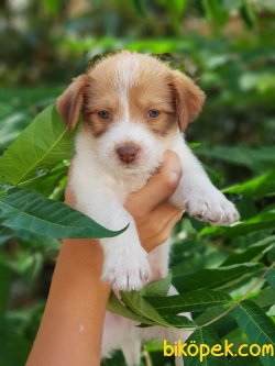65 Günlük Orjinal Terrier Yavrular 5