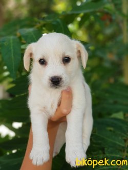 65 Günlük Orjinal Terrier Yavrular 3