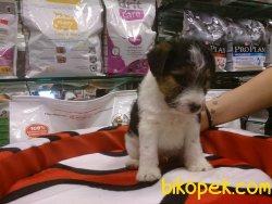 FOX TERRIER 5